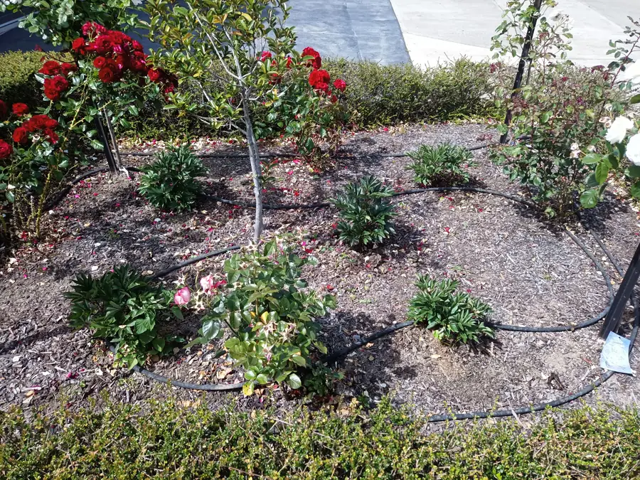 A weeded rose garden bed in Richmond