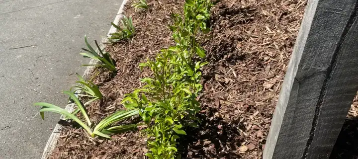 A garden path after a tidy-up, weeded and freshly mulched