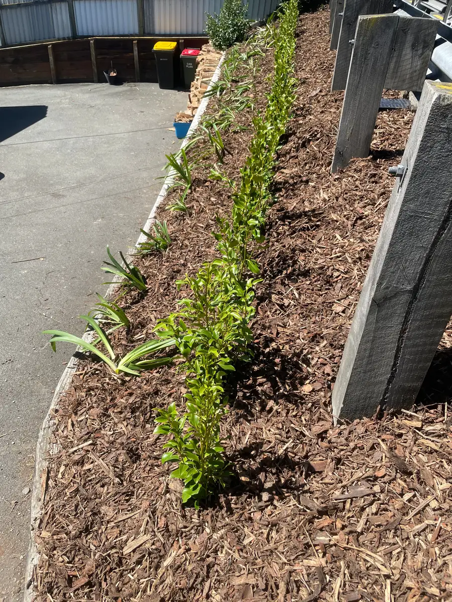 A garden path after a tidy-up and fresh mulch