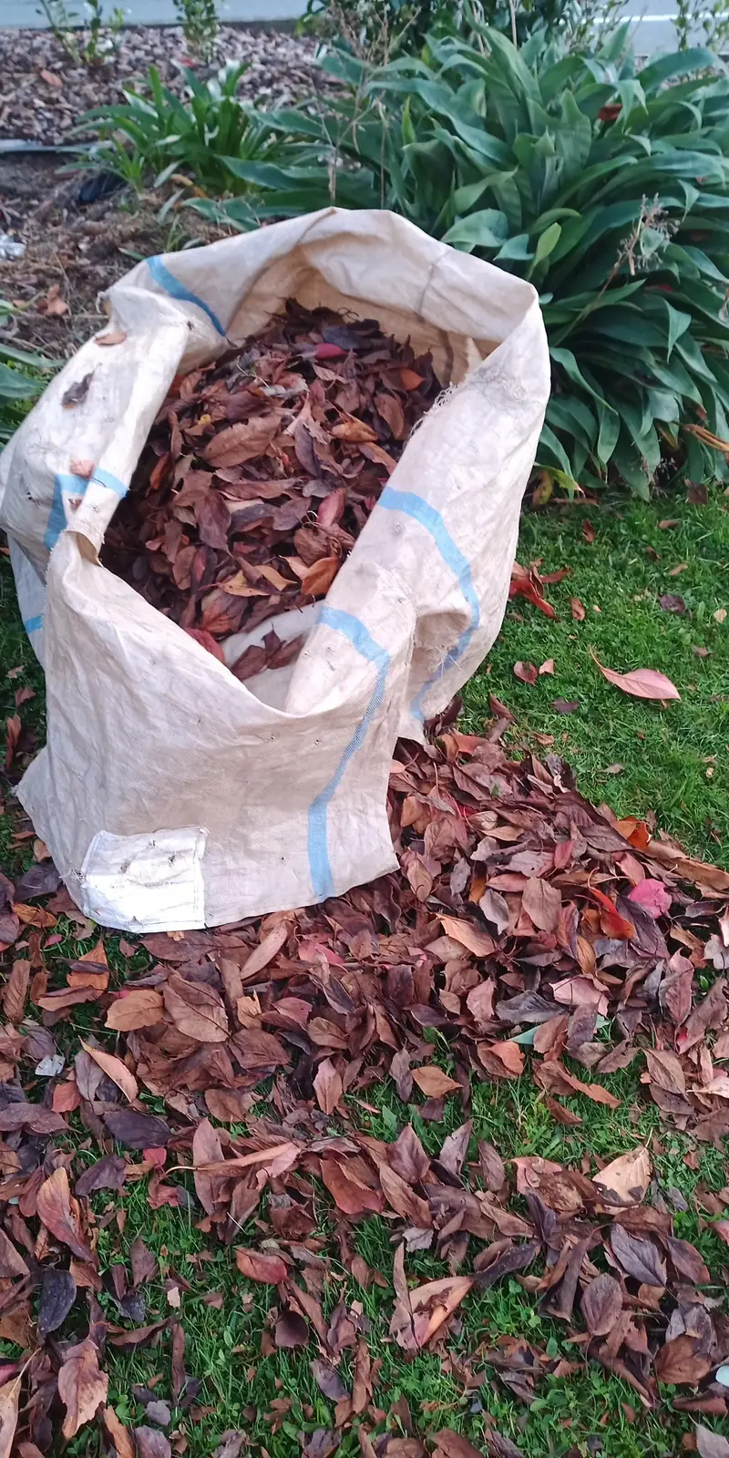 A bag of autumn leaves collected from a lawn