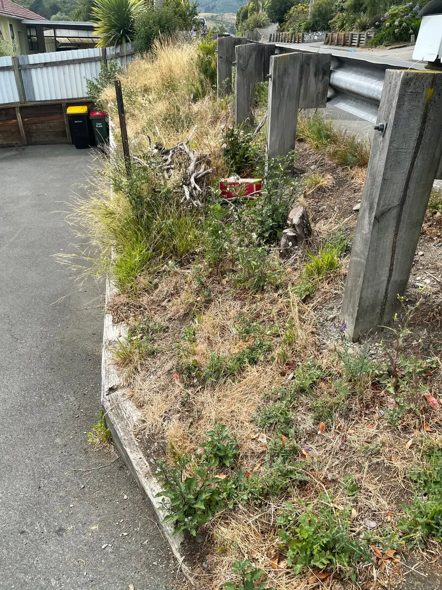 An overgrown garden path before the tidy-up