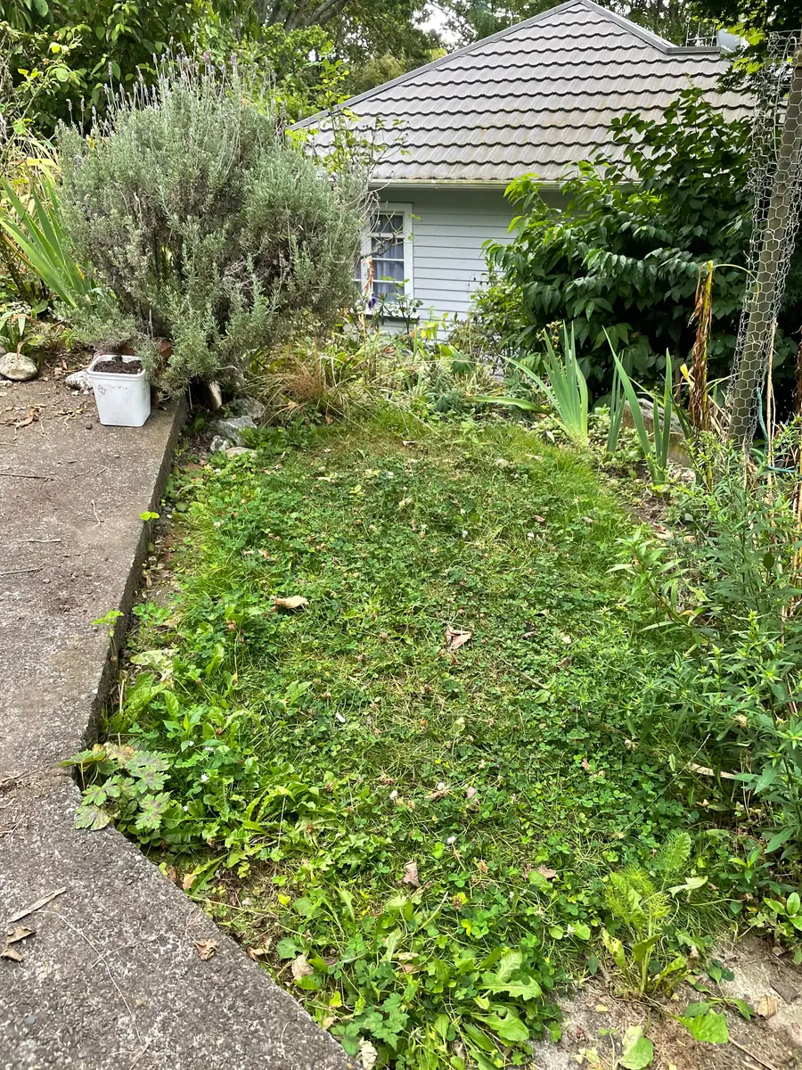 An overgrown section before the clean-up