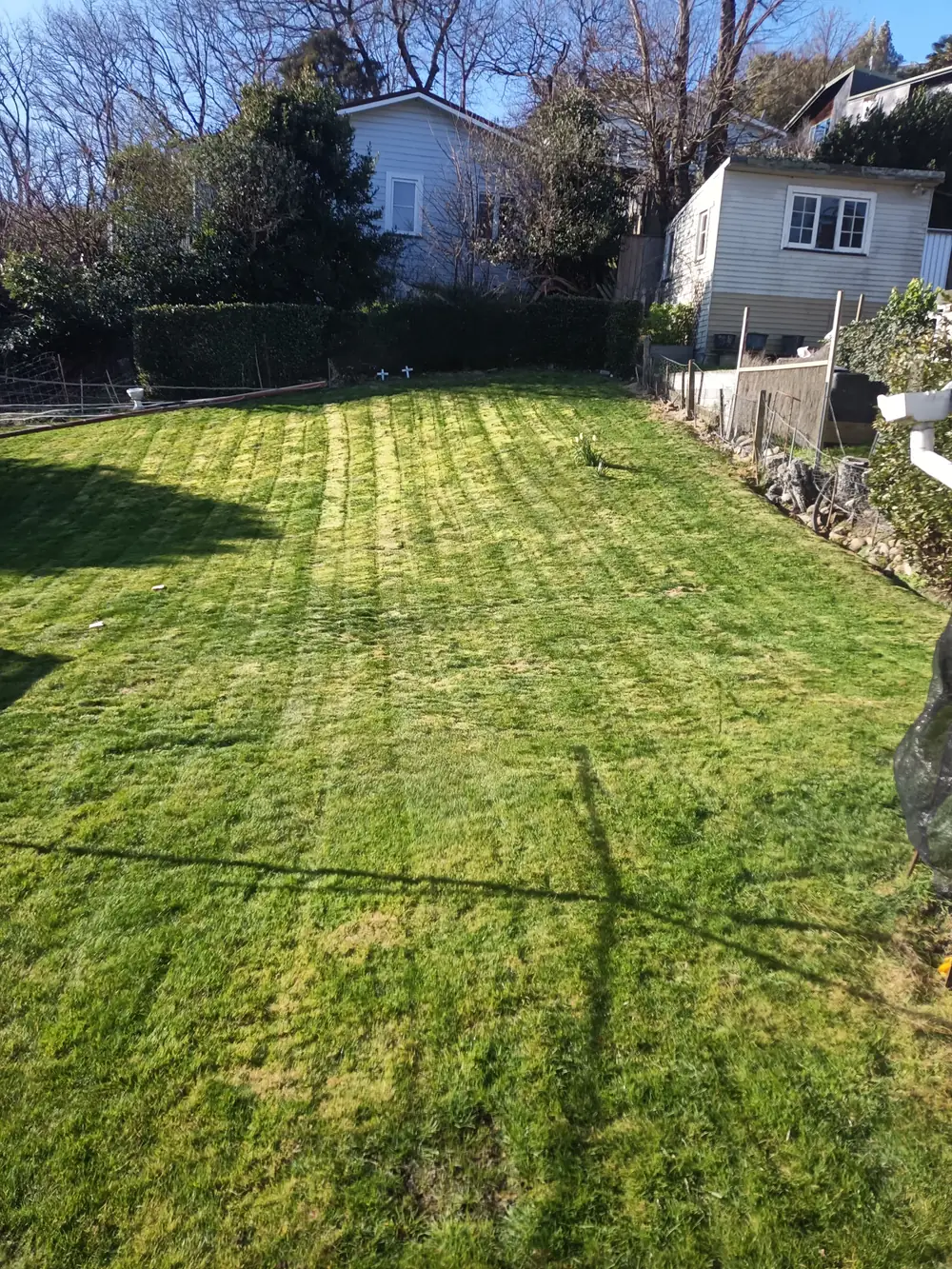 A striped back lawn in Nelson Tasman after mowing, with a greenhouse behind